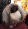 Westminster Dog Show 2012 