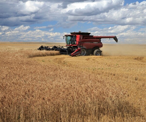 Wheat at 14-Year High, Up Nearly 25 Percent This Week on Supply Woes