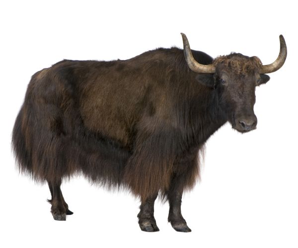 Yak Meat: Smuggled Into US, 300 Pounds Seized by Customs