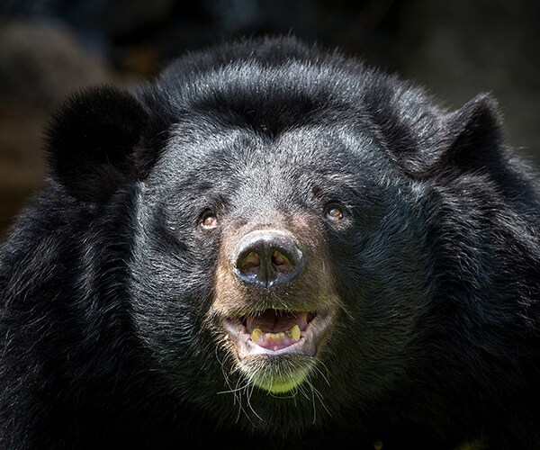 Asiatic Black Bear Surrendered After Family Raised It as Puppy