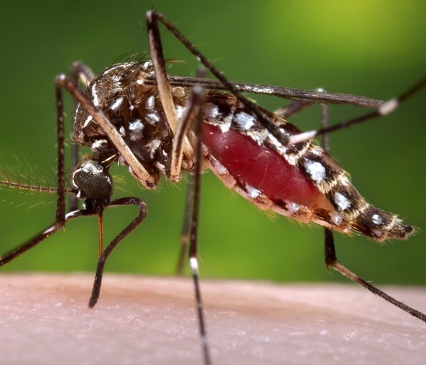 Newborn Dies of Zika in Texas