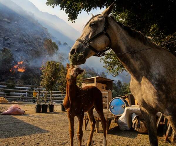 Retired Marine Rescues Horses from Raging California Wildfire