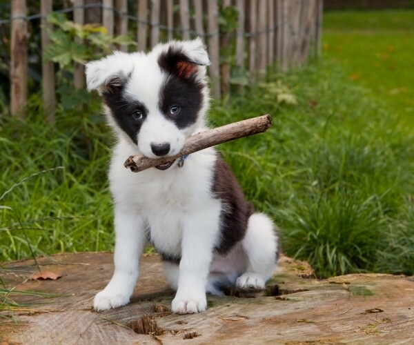 border collie puppy sitting outside