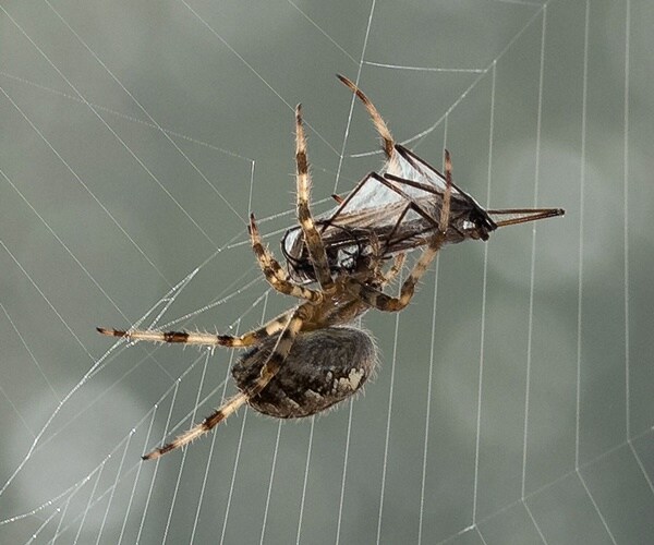 Report: New-Age Tech Might Equip Soldiers in Spider Silk
