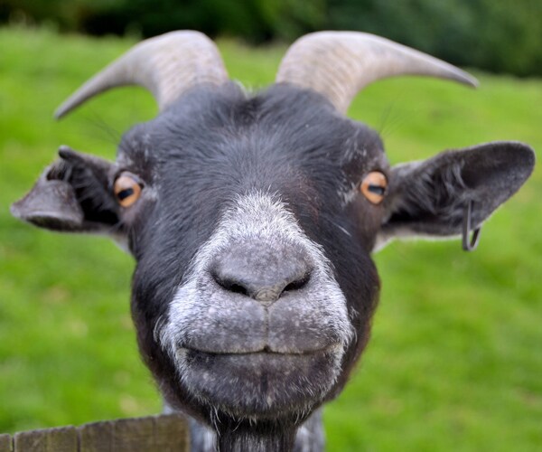 Goat Therapy Program Introduced at Addiction Treatment Facility