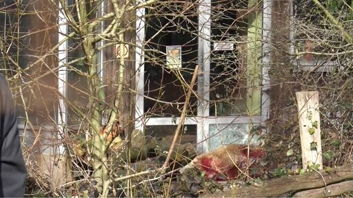 Bear Killed in German Zoo after it Escapes from Compound