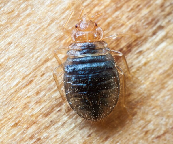 Bedbugs Resistant to Insecticides, Making Them Ineffective 