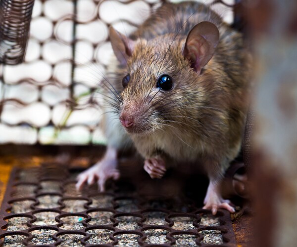 Woman, 27, Dies of Hantavirus Spread by Rodents