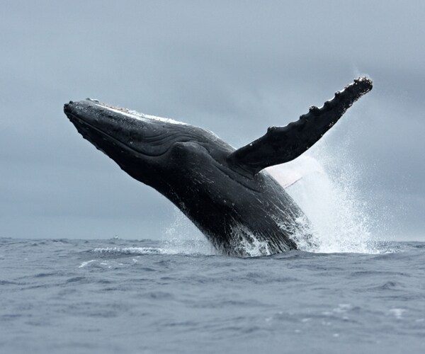 120 Pregnant Whales Killed by Japan for 'Research'