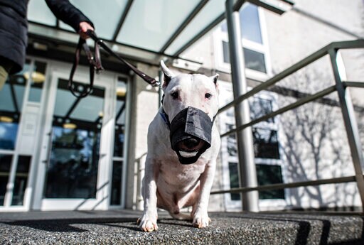No Bull: German Court Rules Dogs Not Too Big to be Miniature