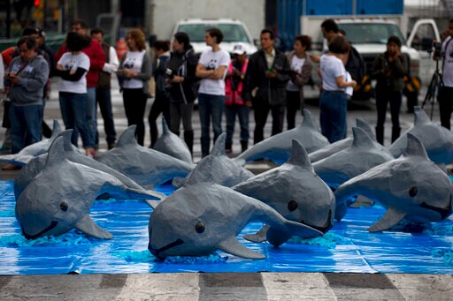 Mexico Says Only 22 Vaquita Porpoises Remain
