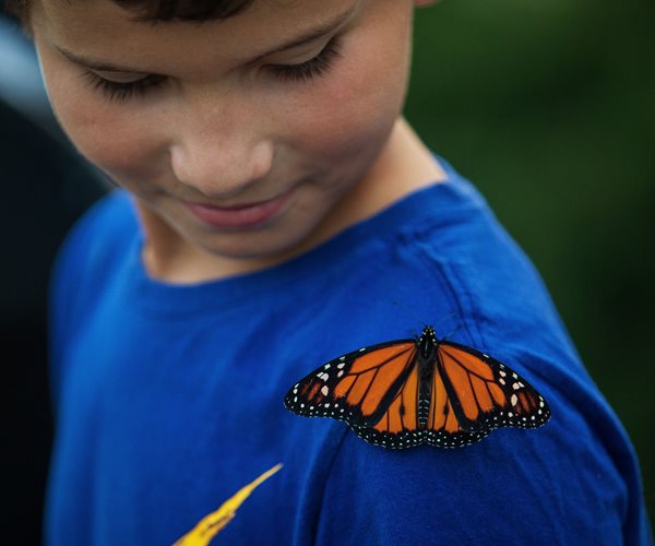 Survey: Monarch Butterfly Count 'Disturbingly Low' in California