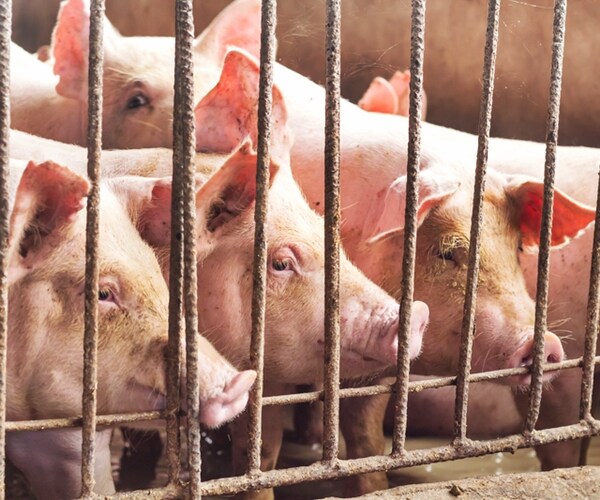 Iowa's Hog Farmers Are Facing Losses Thanks to Trump's Trade War