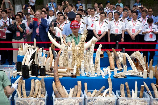Watchdog Says Chinese Town Is Major Ivory Smuggling Hub