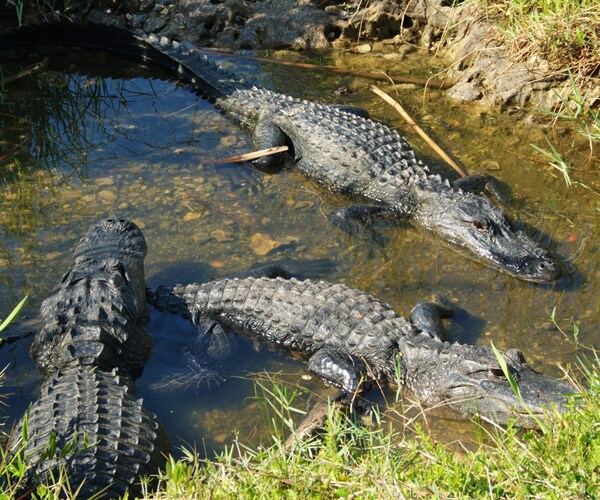 Alligators Eat Sharks, Stomach-Pumping Scientist Says