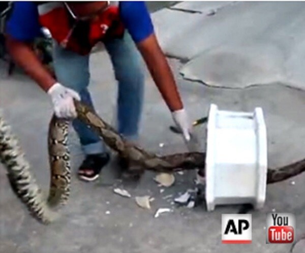 Asian Squat-Toilet Snake Attack: Your Worst Nightmare Happens