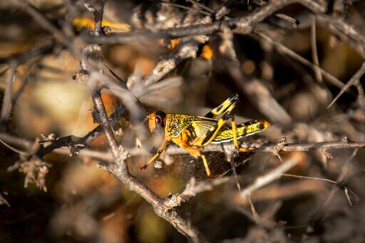 "Where it Begins": Young Hungry Locusts Bulk up in Somalia