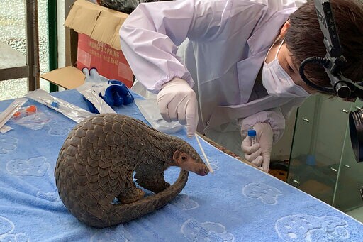 Pangolin Released into Wild under China's New Protections