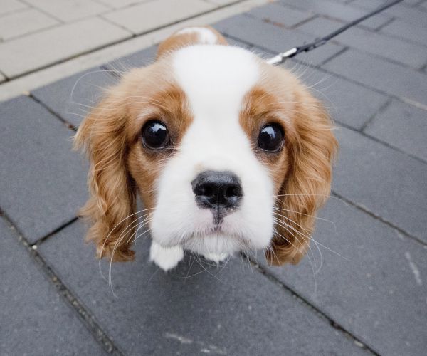 jamie, 15 weeks old, a dog of the breed cavalier king charles spaniel.