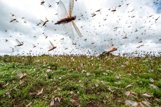 UN: Africa's Locust Outbreak Needs $76M 'by, Actually, Now'