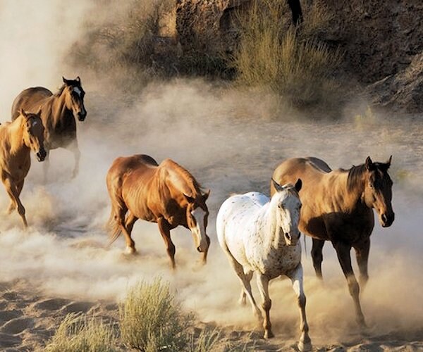 Animal Group Challenges Roundup of Wild Horses in Arizona