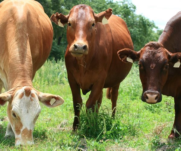 McDonald's to Invest $200M in Regenerative Cattle Ranches