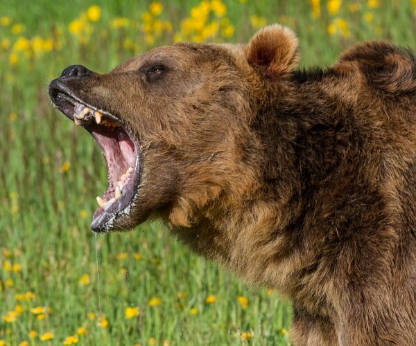 grizzly bear growling in field