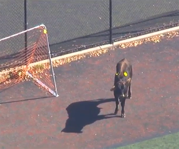 Cow Runs Loose in Brooklyn's Prospect Park to Twitter's Udder Delight
