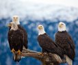 US Report: Bald Eagle Populations Soar in Lower 48 States