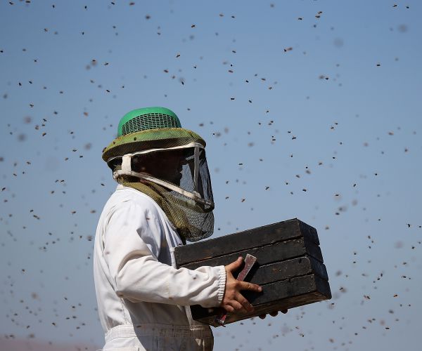 Bees Attack California Town of Concord, Allegedly Killing Two Dogs