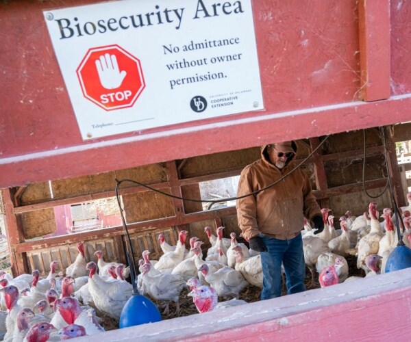 Avian Flu Kills Record 50.54M Birds In U.S.