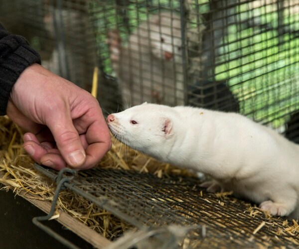 mink is shown sniffing a man's hand with more minks in a cage in the background