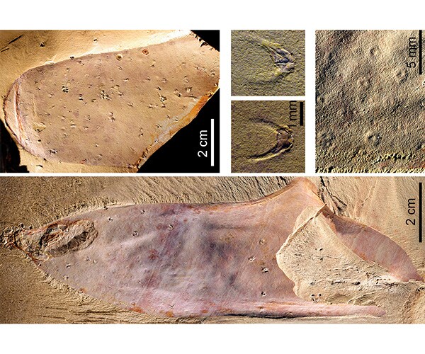 Sponge-Like Fossil Half a Billion Years Old Discovered in China