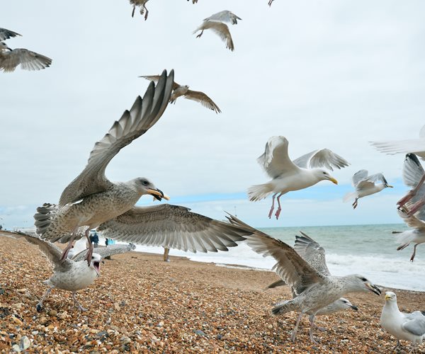What's in 90 Percent of Seabirds' Guts? 1 Word: Plastics