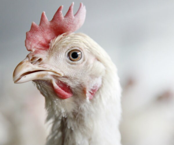 Germany Confirms Bird Flu Case 