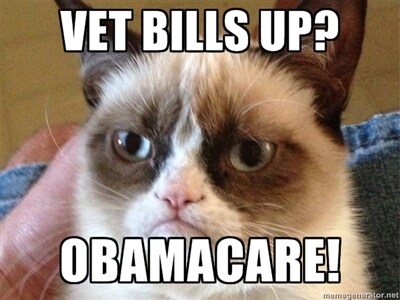 Obamacare Could Lead To Increased Vet Costs, Veterinarian Warns