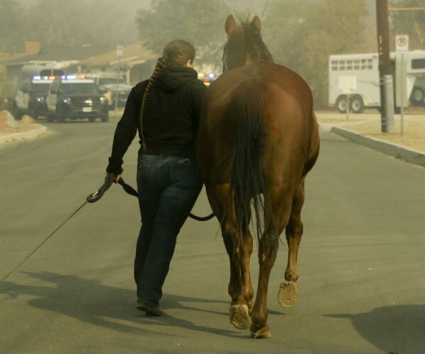 25 Race Horses Killed by Southern California Wildfire