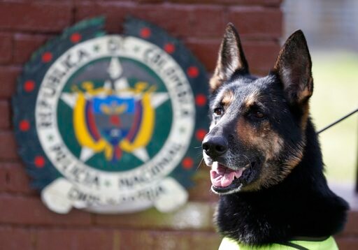 Extraordinary Drug Dog Worries Colombian Cartel