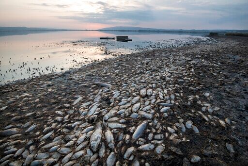 Greece: Oxygen-starved Fish Dying in Drought-hit Lake