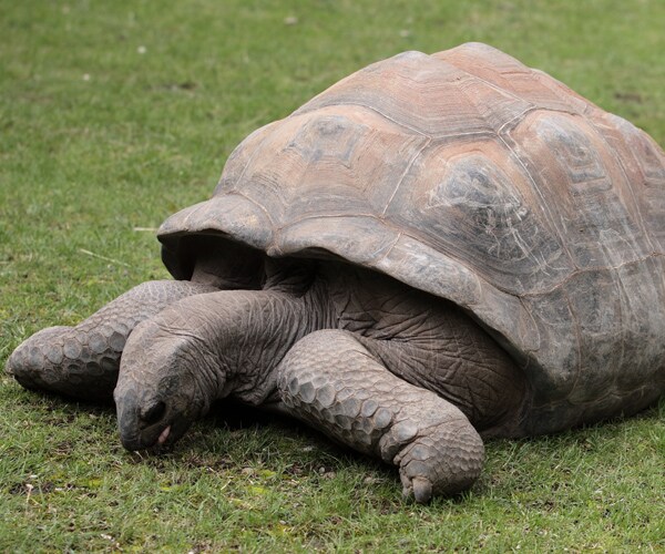 School Tortoise Found 22 Miles Away on Golf Course