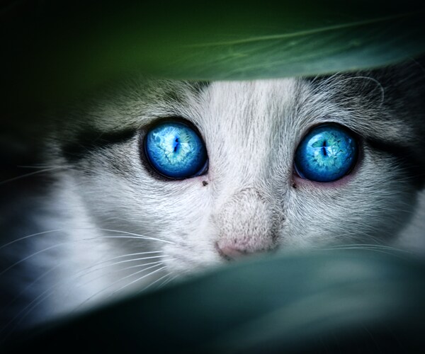 Man Rescues Pet Scared by Fireworks – All in a Day's Work