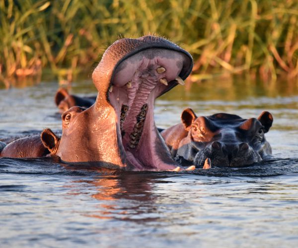 Namibia Hippos: 100 Die, Anthrax Eyed as Culprit