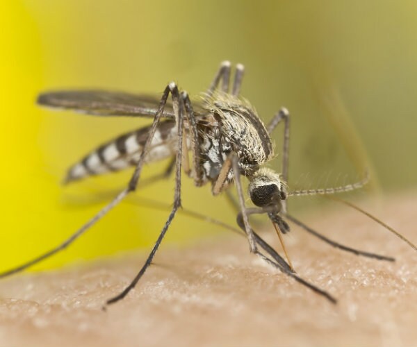 Zika Virus Case Confirmed in Texas