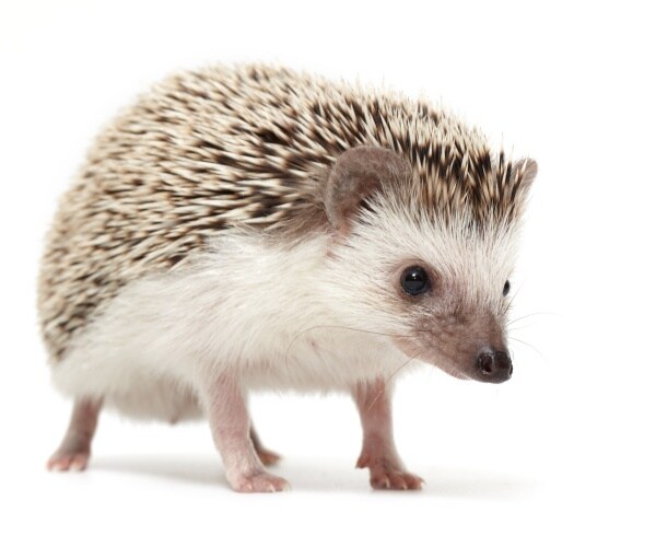 hedgehog is shown 