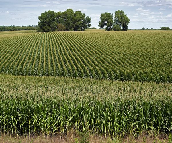 Japan Mulls Buying More US Corn as Part of Tariff Talks