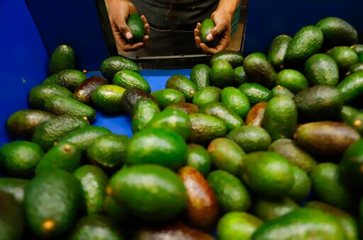 2nd State in Mexico Begins Avocado Exports to U.S. Market