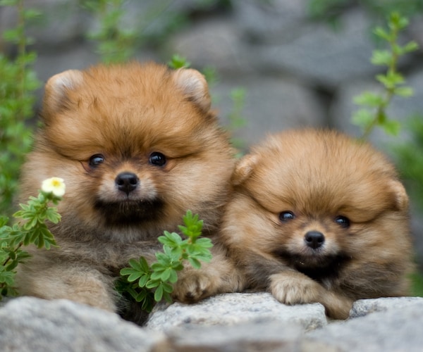 Online Puppy Scams on the Rise, BBB Warns