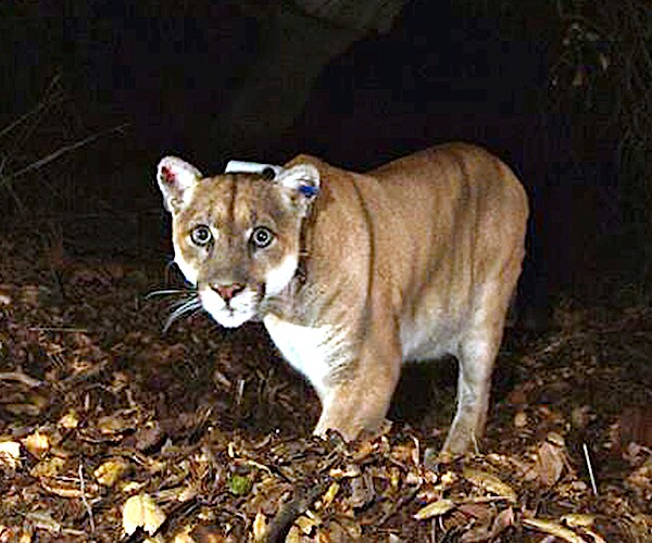 National Park Service shows a mountain lion known as P-22, photographed near downtown Los Angeles