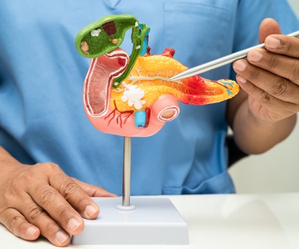 doctor showing model of pancreas