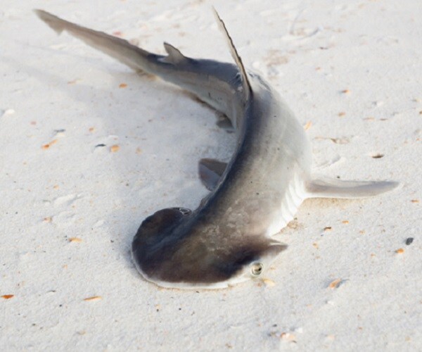 Bonnethead Shark's Plants-Plus-Prey Diet Makes It Unique
